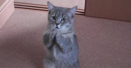 On je naučio svoju macu jedan neobičan trik koji će vas oduševiti (VIDEO) 