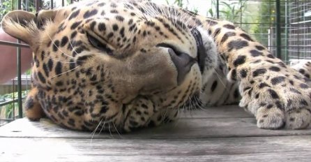 Pogledajte nevjerovatnu reakciju spašenog leoparda dok ga čovjek masira (VIDEO)