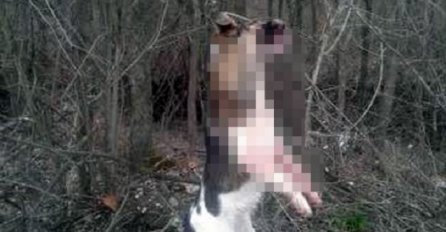 Neviđena brutalnost kod Kraljeva: Pronađen pas obješen o drvo 