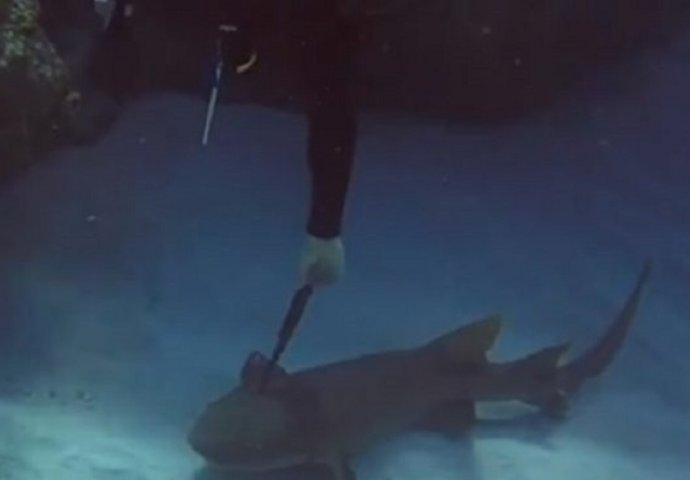 Izvukao kuhinjski nož iz glave morskog psa i spasio mu život (VIDEO)