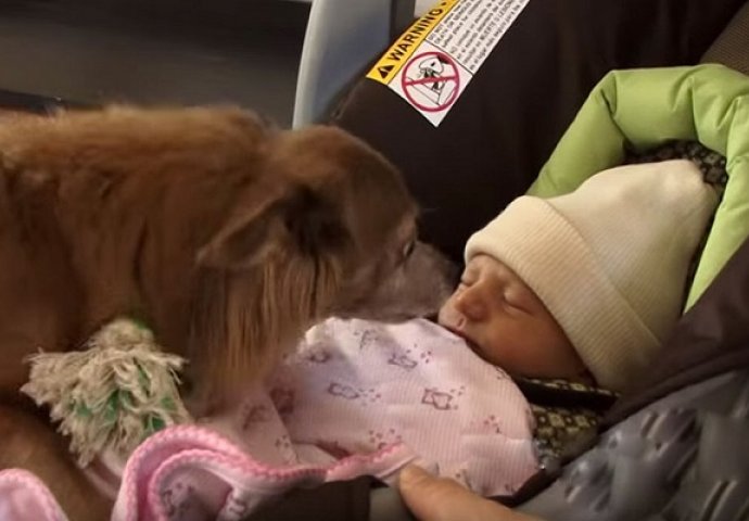 Bili su veoma nervozni kada su trebali dovesti svog psa ispred bebe, a onda se dogodilo ovo (VIDEO)