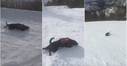URNEBESNO SMIJEŠNO: Blesavi pas kliže se niz planinu (VIDEO)