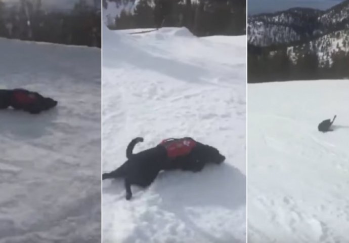 URNEBESNO SMIJEŠNO: Blesavi pas kliže se niz planinu (VIDEO)