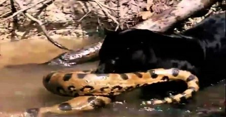 Gladni crni jaguar napao je ogromnu anakondu i izvukao je iz vode, ovo ćete gledati u jednom dahu (VIDEO)