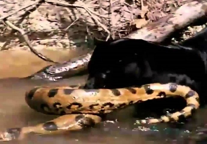 Gladni crni jaguar napao je ogromnu anakondu i izvukao je iz vode, ovo ćete gledati u jednom dahu (VIDEO)