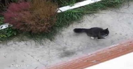 Nećete vjerovati šta vlasnik mora uraditi da ova maca uđe u kuću (VIDEO) 