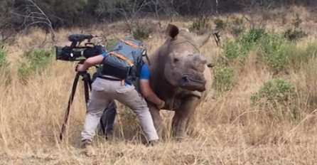 Nosorog iznenadio kamermana, želio je samo malo nježnosti (VIDEO)