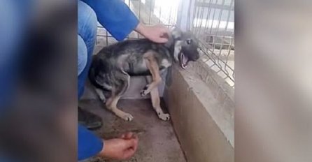 Njega niko nikada nije mazio: Reakcija ovog psa na ljudsku dobrotu se novcem ne može kupiti (VIDEO)