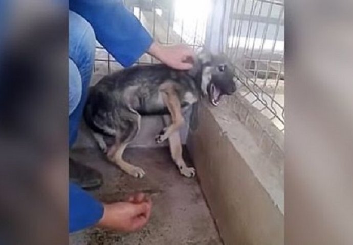 Njega niko nikada nije mazio: Reakcija ovog psa na ljudsku dobrotu se novcem ne može kupiti (VIDEO)