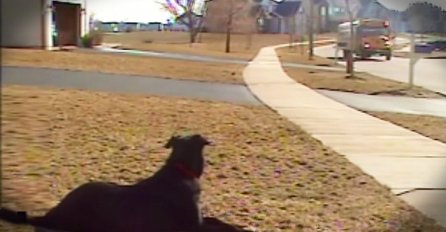 Zašto pas čeka školski autobus: Odgovor će vas dirnuti pravo u srce (VIDEO)