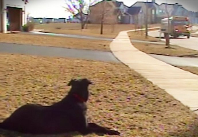 Zašto pas čeka školski autobus: Odgovor će vas dirnuti pravo u srce (VIDEO)