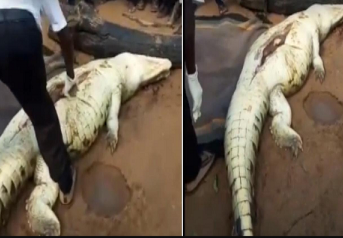 Ulovili i rasporili krokodila, u njegovoj utrobi pronašli ostatke nestalog dječaka (UZNEMIRUJUĆI VIDEO)