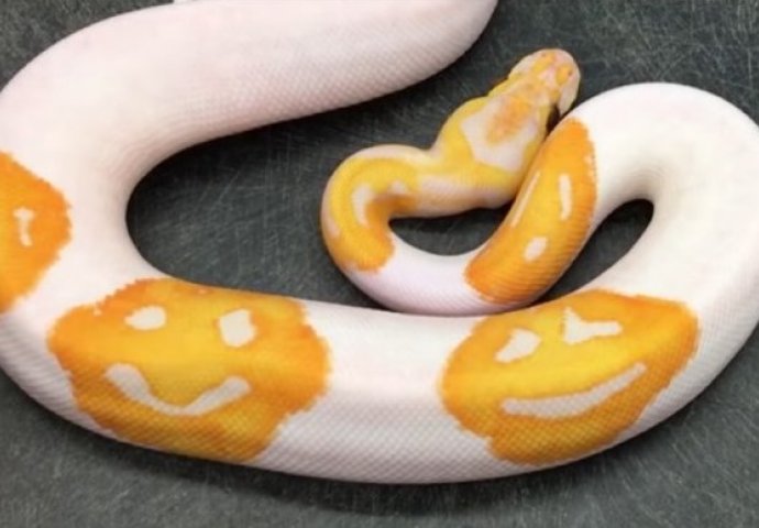Ovo je  "najsretnija" zmija na svijetu: Nakon 8 godina uspio da uzgoji pitona koji ima smajlije po sebi (VIDEO)