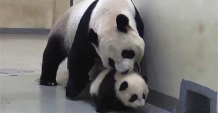 Maloj pandi se nije spavalo, a onda je majka uzela stvari u svoje "ruke" (VIDEO) 
