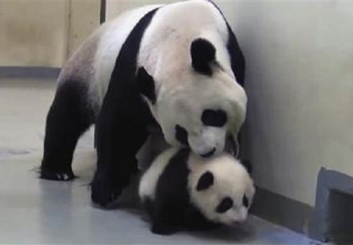 Maloj pandi se nije spavalo, a onda je majka uzela stvari u svoje "ruke" (VIDEO) 