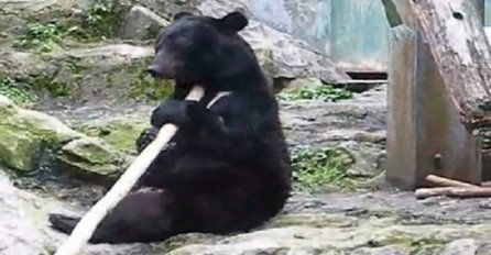 Stali su ispred usamljenog medvjeda u zoološkom vrtu, nisu mogli ni sanjati da će tog dana snimiti ovo (VIDEO)