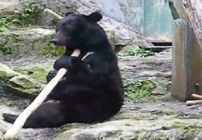 Stali su ispred usamljenog medvjeda u zoološkom vrtu, nisu mogli ni sanjati da će tog dana snimiti ovo (VIDEO)