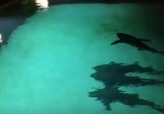 Ovo mu nije trebalo: Pijan skočio u bazen pun morskih pasa i požalio (VIDEO)