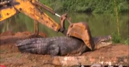 Mještani Šri Lanke uhvatili najvećeg krokodila: Pogledajte kako izgleda mrcina duga 5 metara i teška 900 kila (VIDEO)