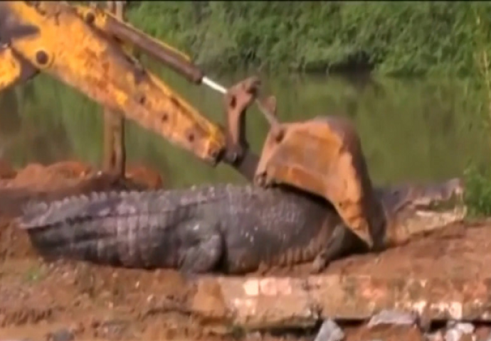 Mještani Šri Lanke uhvatili najvećeg krokodila: Pogledajte kako izgleda mrcina duga 5 metara i teška 900 kila (VIDEO)