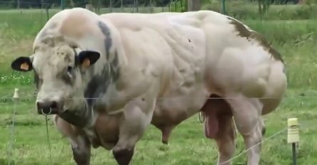Naučnici vjeruju da su stvorili idealnog bika: Kada vidite kako izgleda, naježit ćete se (VIDEO) 