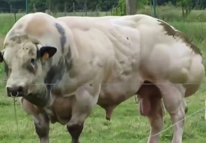 Naučnici vjeruju da su stvorili idealnog bika: Kada vidite kako izgleda, naježit ćete se (VIDEO) 