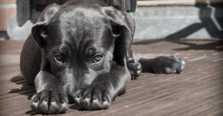 STRAVIČAN PRIZOR U BEOGRADU: Psa su bacili sa 5. sprata, a onda se začuo jeziv urlik