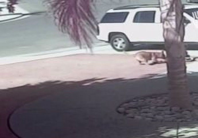 IZBJEGNUTA TRAGEDIJA: Pas je napao dječaka, a onda je u pomoć pristigla neustrašiva mačka! (VIDEO)