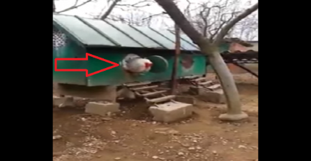 Ovako izgleda najveći pijetao na svijetu: Kada vidite šta će izaći iz ovog kokošinjca, past ćete sa stolice (VIDEO) 