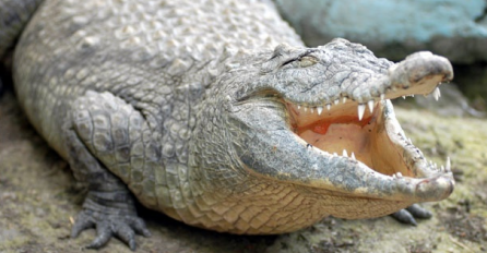 Krokodil iskasapio mladog fudbalera nakon treninga