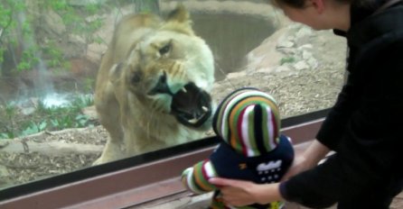 Jeziva scena iz zoološkog vrta: Pogledajte kako je lavica pokušala da pojede malo dijete (VIDEO)