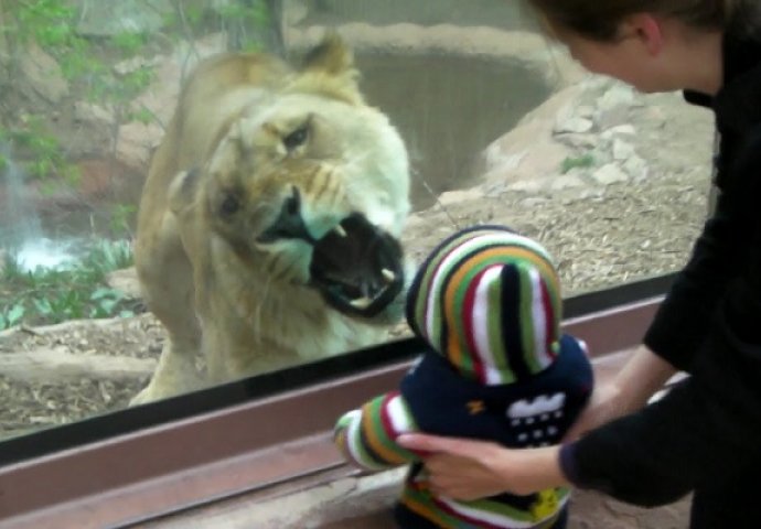 Jeziva scena iz zoološkog vrta: Pogledajte kako je lavica pokušala da pojede malo dijete (VIDEO)