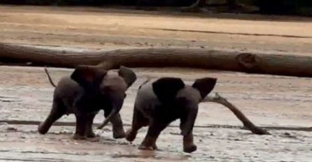 Maleni slonovi žurno prelaze rijeku, kako bi što prije stigli do svoje mame (VIDEO)
