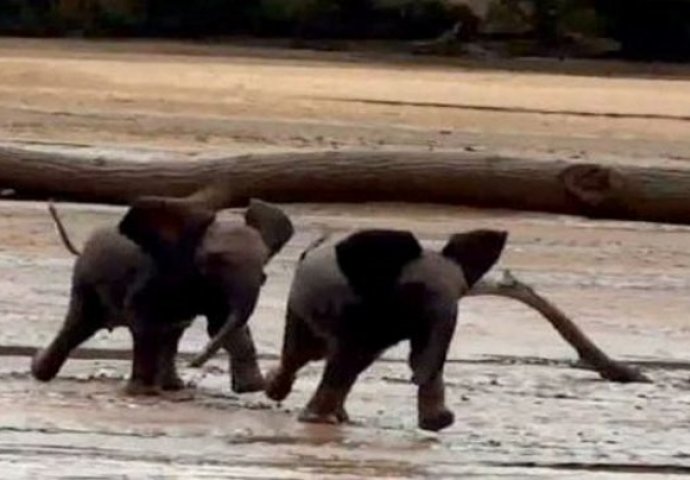 Maleni slonovi žurno prelaze rijeku, kako bi što prije stigli do svoje mame (VIDEO)