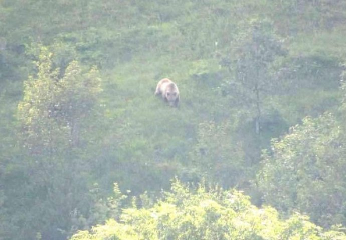 SELO IMA O ČEMU PRIČATI: Mobitelom snimio medvjeda na brdu iznad Vlasenice
