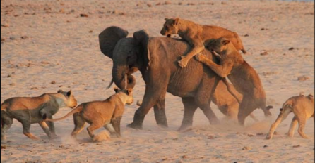 Malog slonića napalo je 14 gladnih lavica: Kada je bio savladan i pred samu smrt, događa se neočekivan obrat (VIDEO)