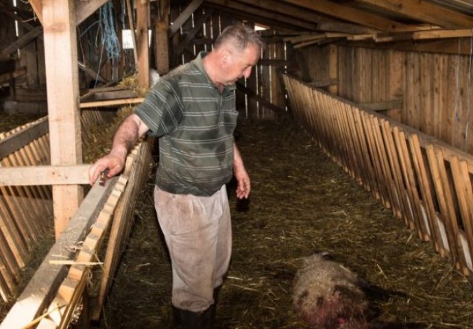 STRAVIČAN PRIZOR U ČARAKOVU KOD PRIJEDORA: Otišao da popije kafu, a onda je zatekao rastrgane ovce na pašnjaku!