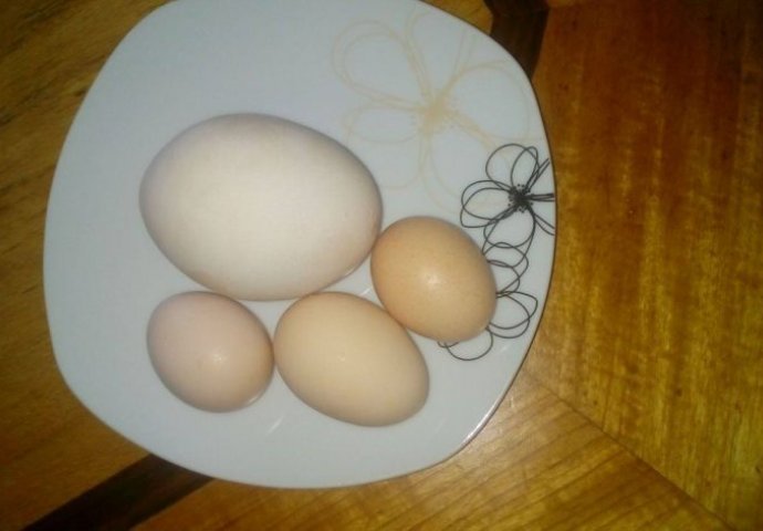 ČUDO OD JAJETA: U Šturliću kod Cazina koka snijela jaje težine 177 grama!