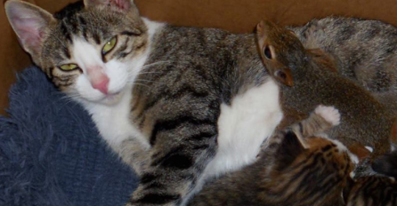 Fenomen: Mačka usvojila preslatku vjevericu i othranila je (VIDEO)