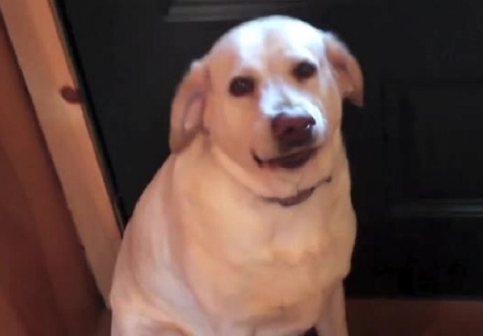 Pitao je svoje pse ko je od njih pojeo svu mačju hranu, reakcija jednog psa dovest će vas do suza (VIDEO)