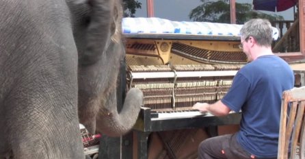 Sjeo je da svira klavir, a onda mu je prišao slon i uradio nešto sasvim neočekivano (VIDEO)
