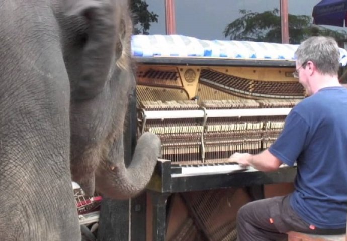 Sjeo je da svira klavir, a onda mu je prišao slon i uradio nešto sasvim neočekivano (VIDEO)