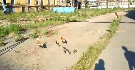 Snimao je divlju patku kako s grupom pačića prelazi cestu, ono što je uslijedilo na 0:25 može se vidjeti samo u Rusiji (VIDEO)