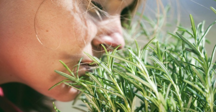 Mirisanjem ove biljke samo 5 minuta na dan možete znatno poboljšati svoje pamćenje, tačnije za čak 75%!