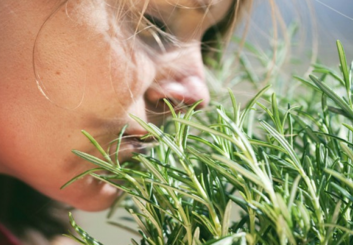 Mirisanjem ove biljke samo 5 minuta na dan možete znatno poboljšati svoje pamćenje, tačnije za čak 75%!