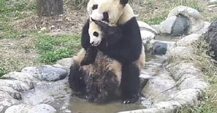 Mala panda ne želi da se kupa, ono što mama panda radi će vam istopiti srce (VIDEO)