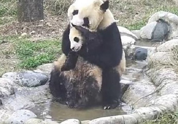 Mala panda ne želi da se kupa, ono što mama panda radi će vam istopiti srce (VIDEO)