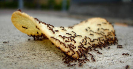  Ovo su najbolji načini da istjerate mrave iz svoje kuće, i to zauvijek!