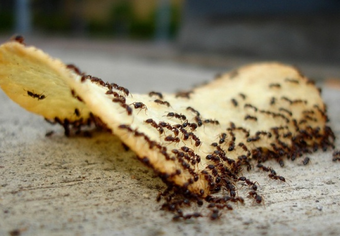  Ovo su najbolji načini da istjerate mrave iz svoje kuće, i to zauvijek!