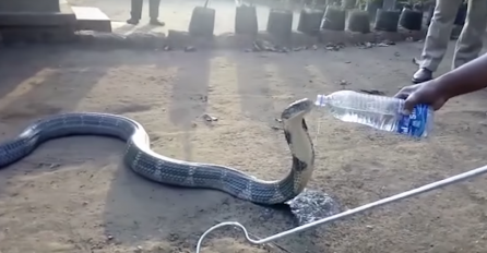 SCENA KOJA SE RIJETKO VIĐA: Smrtonosna zmija uživa pijući vodu iz boce (VIDEO)